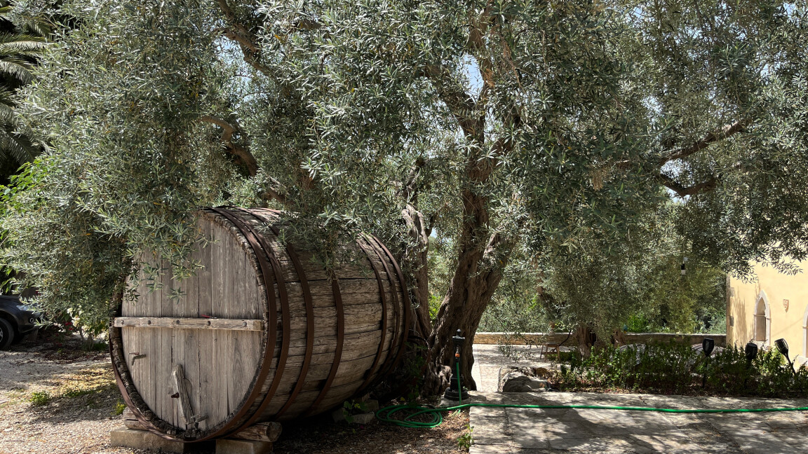 Wine Barrel and Olive Tree, Pianogrillo Farm Organic Winery, Chiaramonte Gulfi, Sicily